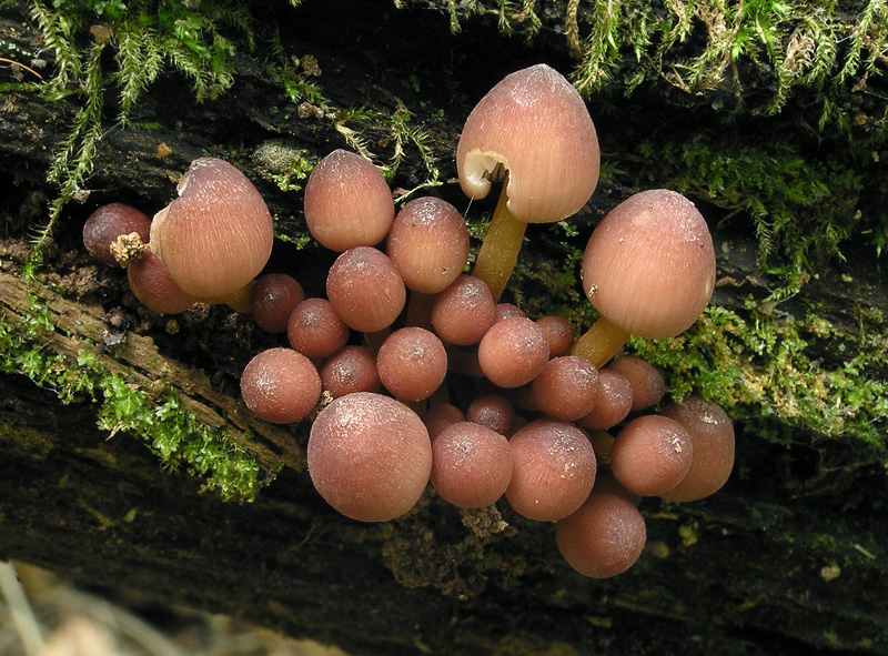 Mycena renati